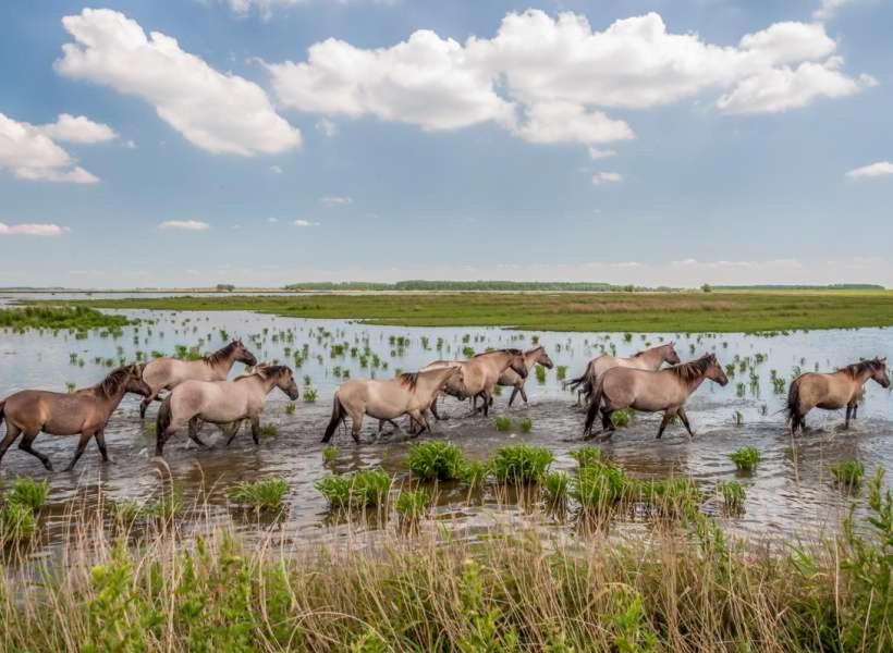 De Lauwersmeer Vogel Mit Eingezaeuntem Garten أنيوم المظهر الخارجي الصورة