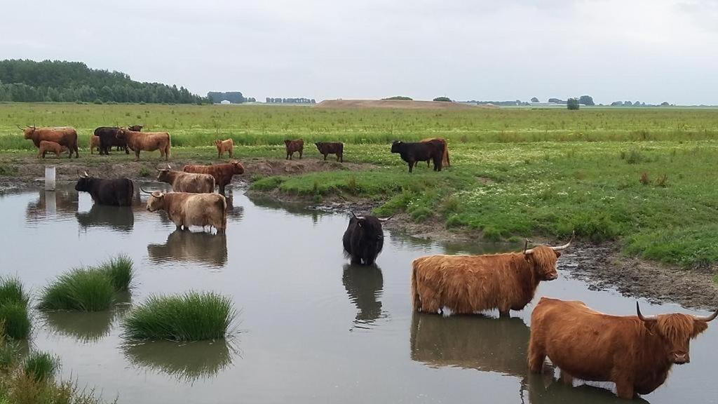 De Lauwersmeer Vogel Mit Eingezaeuntem Garten أنيوم المظهر الخارجي الصورة